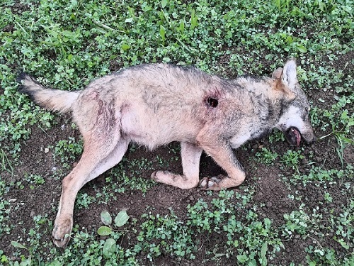 La lupa uccisa nel Parco - foto Mauro Allegri