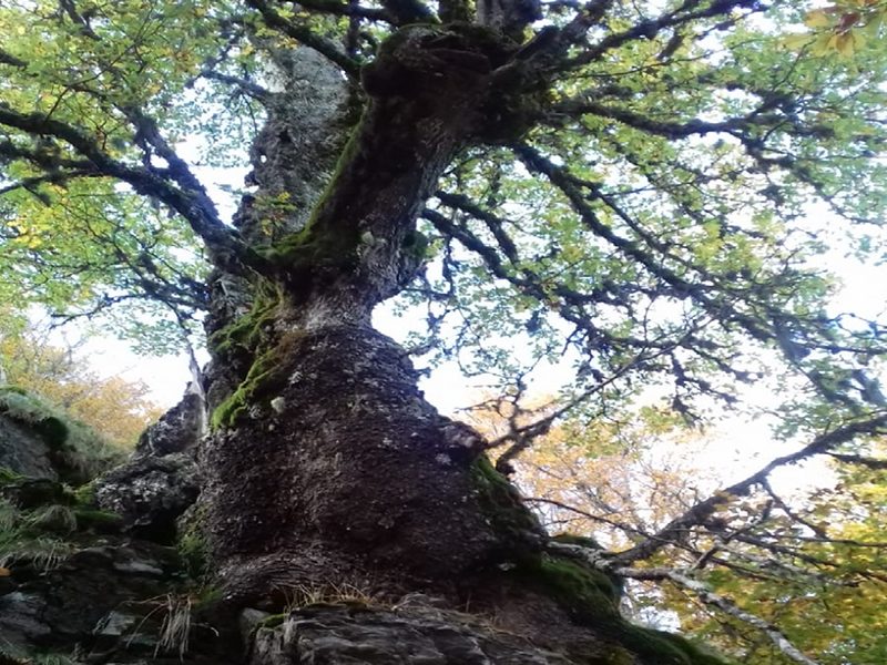 Nel Parco dell'Aspromonte vive una delle querce più vecchie del mondo