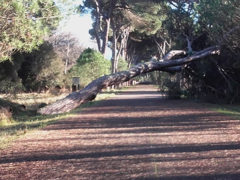 San Rossore: operai liberano i sentieri dagli alberi caduti