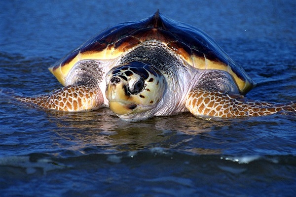 Nasce la Rete Regionale per la tutela delle tartarughe marine e dei cetacei