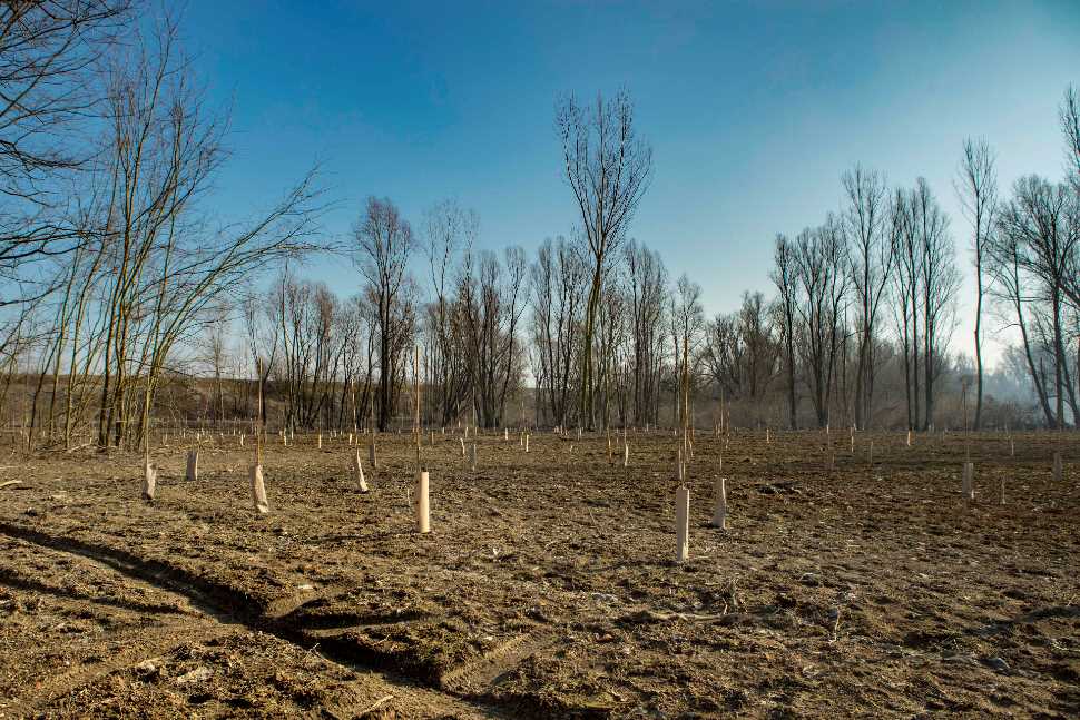 8.000 nuovi alberi nel Parco del Mincio e nelle aree golenali del Fiume Po