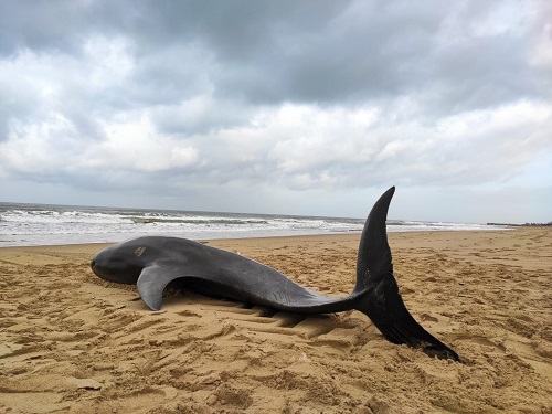 Concluse le operazioni di recupero della carcassa del delfino spiaggiato sul lungomare di Sabaudia