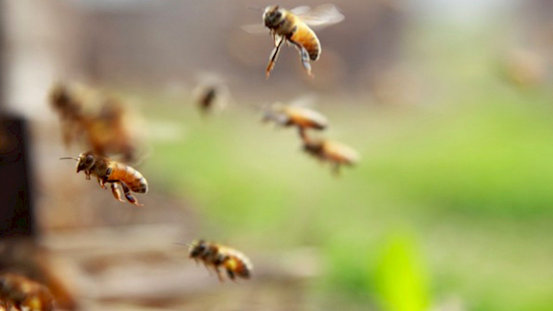 Dalla Regione Liguria - Bando per interventi in apicoltura