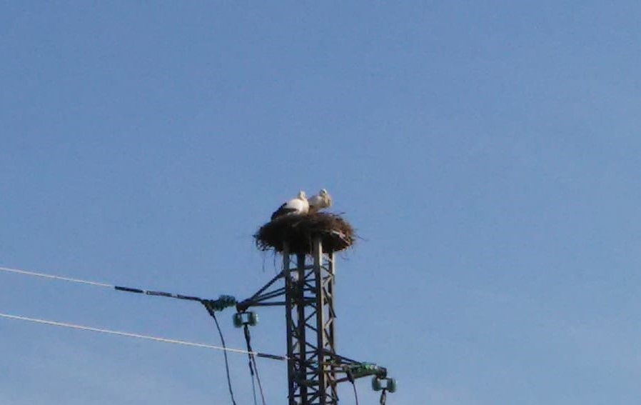 Reintroduzione della Cicogna bianca nel Parco del Mincio: circa 343 involi dal 1997 al 2019