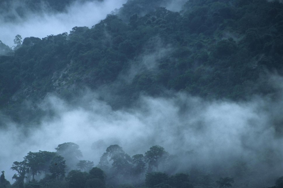 Anidride carbonica, le foreste pluviali sono sature