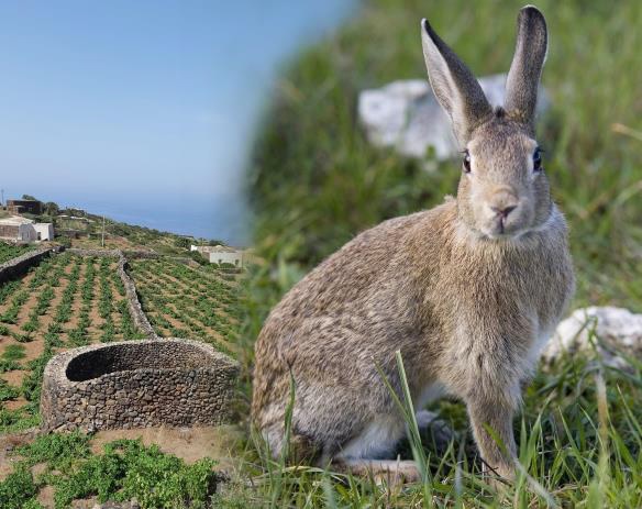 Procedure per l'indennizzo dei danni causati dal coniglio selvatico alle colture agro - forestali