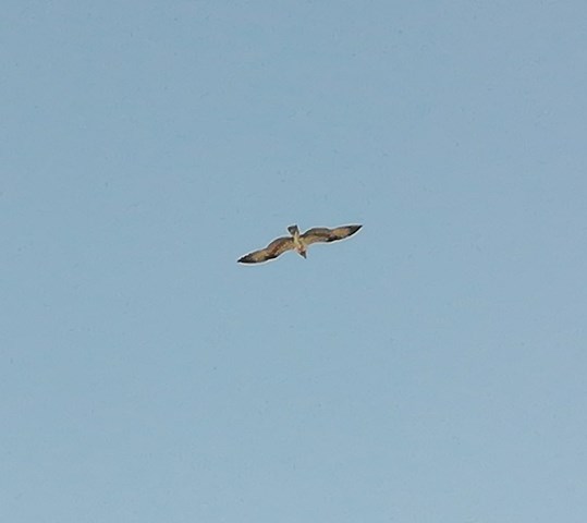A Pasqua il Falco Pescatore frequenta il Parco del Delta del Po Emilia-Romagna