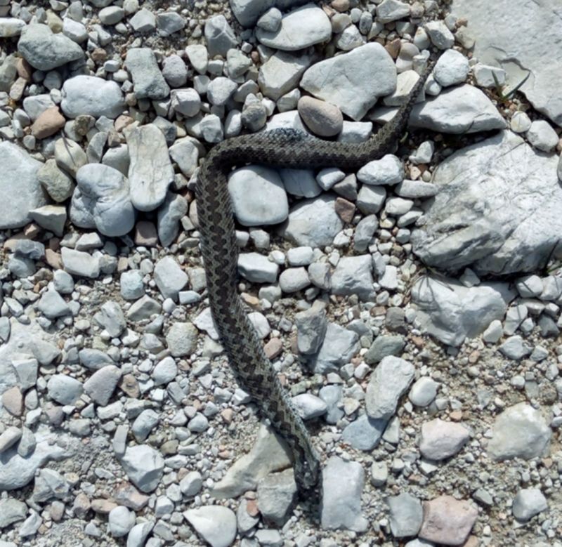Raro individuo di Vipera dell'Orsini uccisa nel Parco Nazionale dei Monti Sibillini