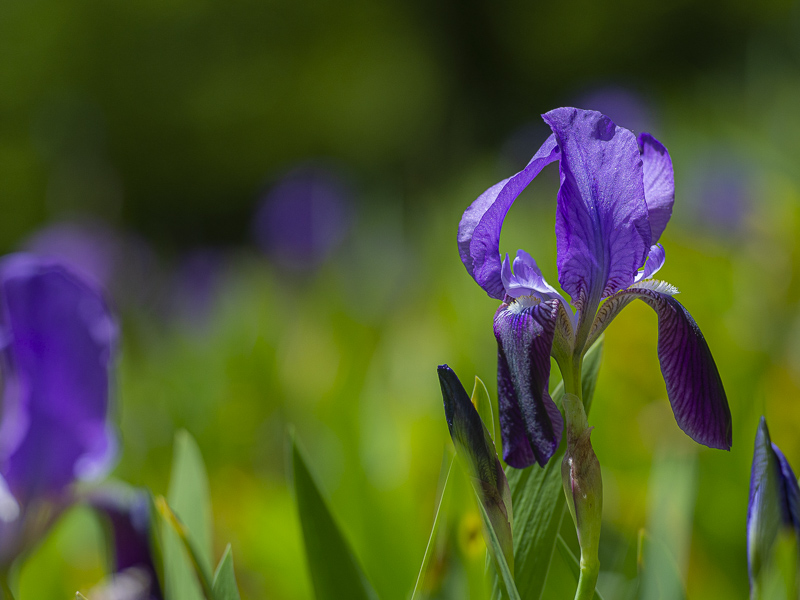 Iris marsica in fiore