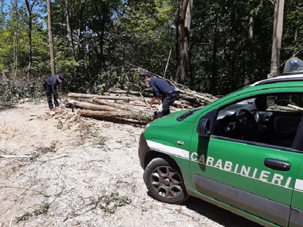 Picinisco (FR): i Carabinieri Forestali scoprono un taglio boschivo abusivo nel versante laziale del Parco Nazionale. Denunciato il responsabile.