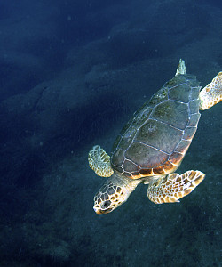 Giornata mondiale delle tartarughe marine