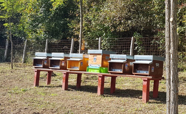 Biomonitoraggio tramite le api: Avviso per l'acquisizione di interesse da parte degli apicoltori a partecipare