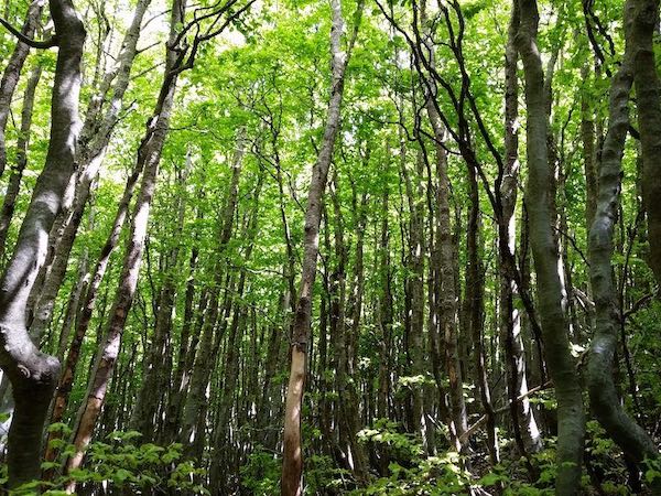 Biodiversità e cambiamenti climatici: studio dell'Università della Tuscia condotto nel Parco dell'Aspromonte