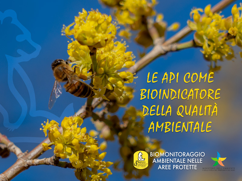 Biomonitoraggio ambientale nelle aree protette: 'Le api come bioindicatore della qualità ambientale'