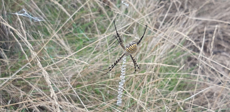 Esemplare di ragno alloctono nel Parco Nazionale dell'Arcipelago di La Maddalena