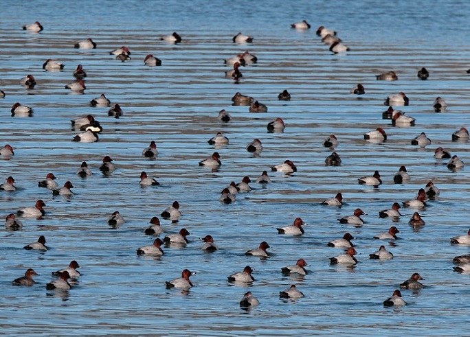 'Censimento uccelli acquatici' 14 anni di attività sul lago di Campotosto