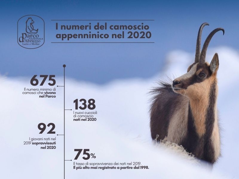 Buone notizie sulla popolazione di camoscio appenninico del Parco Nazionale d'Abruzzo Lazio e Molise