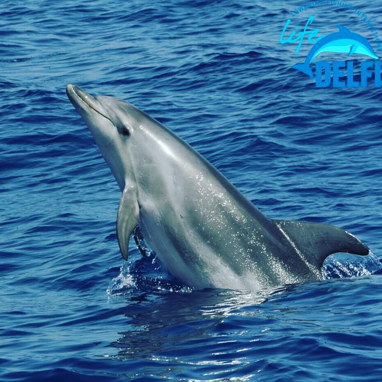 Giornata mondiale dei delfini, a Punta Campanella un progetto per salvarli