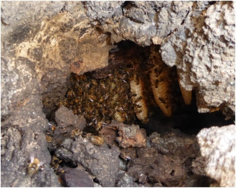 Al via le indagini sulla biodiversità degli impollinatori nell'Isola di Pantelleria