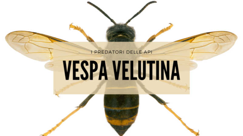 Vespa Velutina stagione 2021
