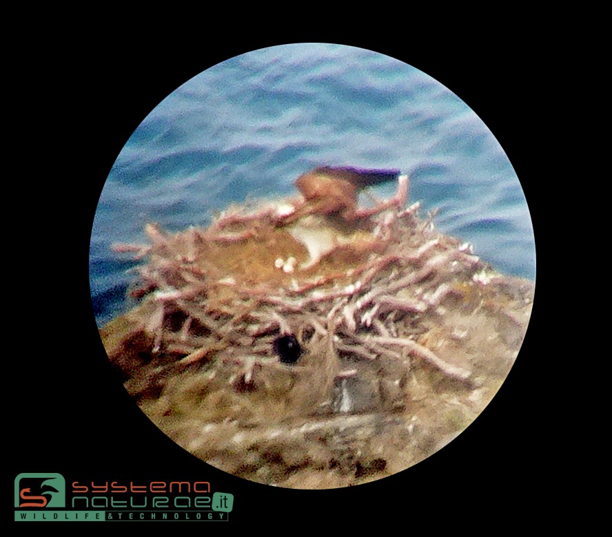 Il Falco pescatore nidifica a Capraia e nell'Arcipelago Toscano dopo 90 anni