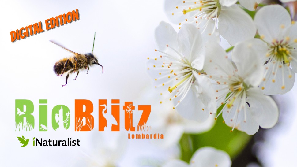 Torna l'edizione digitale di Bioblitz
