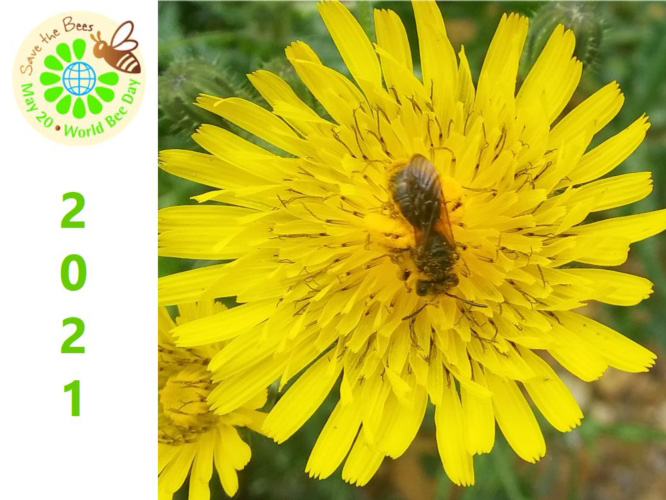 Giornata mondiale delle api 2021