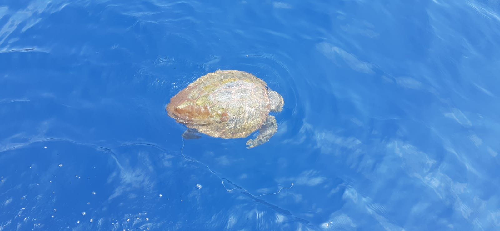 Appello da Punta Campanella:'massima attenzione per le tartarughe marine'