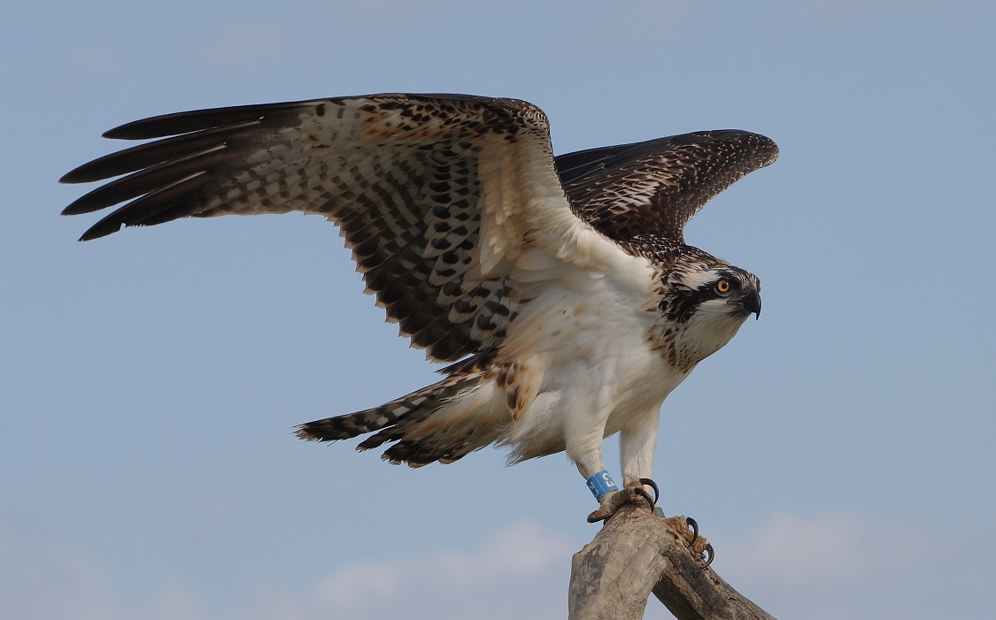 Revocata l'ordinanza di interdizione all'accesso nelle aree di nidificazione del falco pescatore a Capraia Isola