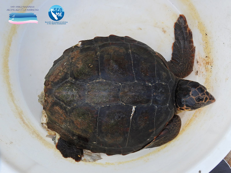 Imbarcazione colpisce una tartaruga marina: Parco di La Maddalena e dell'Asinara pronti al salvataggio