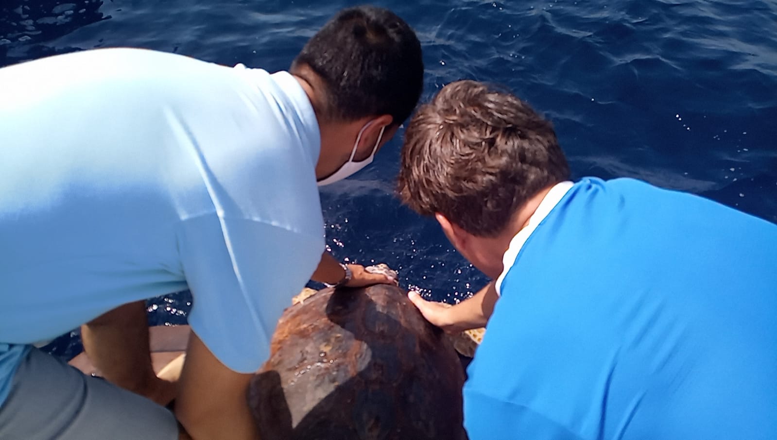 Punta Campanella, tre tartarughe tornano in mare