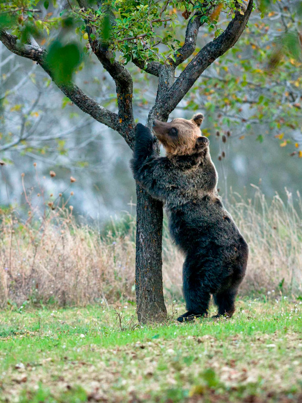 Riunione sulla problematica della presenza di orsi nei centri abitati nell'area del Parco Nazionale d'Abruzzo, Lazio e Molise