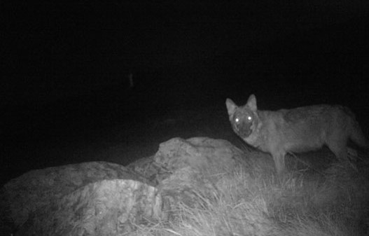 Parco del Beigua: un nuovo progetto sul lupo  per favorire la conoscenza e le attività di prevenzione
