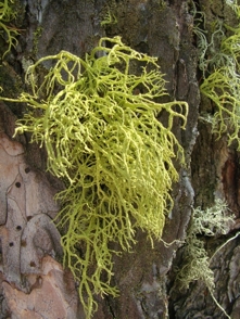 I licheni del Parco Naturale Paneveggio Pale di San Martino