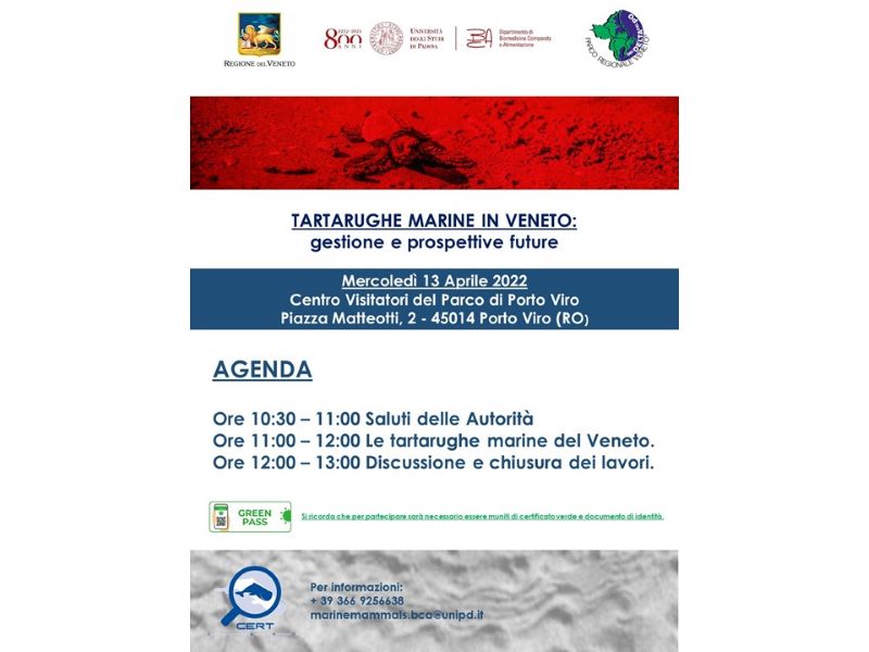 Tartarughe marine in Veneto gestione dei siti di nidificazione e degli spiaggiamenti