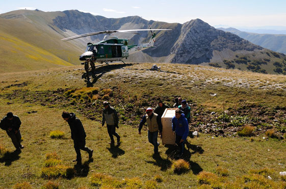 Trasferiti tre camosci appenninici sul Parco Nazionale dei Monti Sibillini