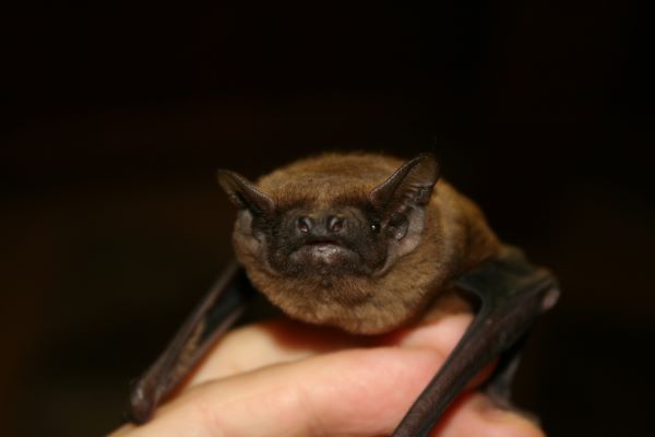 Il pipistrello 'Miniottero di Schreibers' è l' Animale di Grotta dell'Anno 2022!