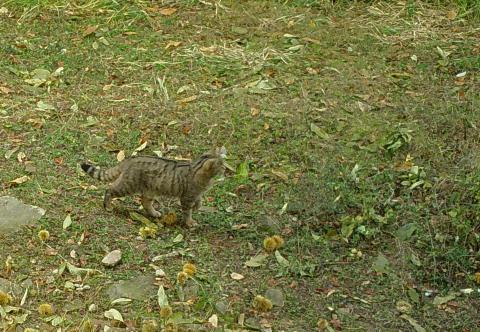 Avvistamento del gatto selvatico sulle Apuane. Uno studio dell'Università di Pisa ne indaga la presenza