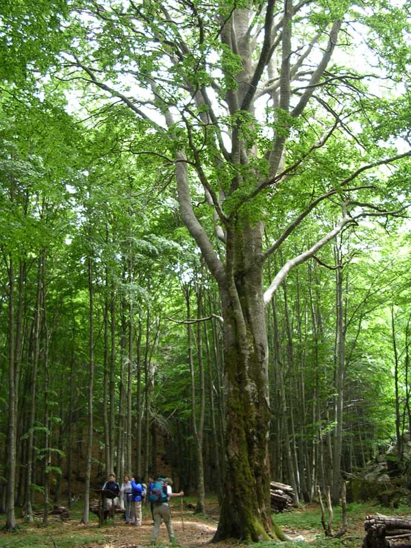 Nuovi alberi monumentali nei Comuni e nelle Foreste del Parco dell'Aveto