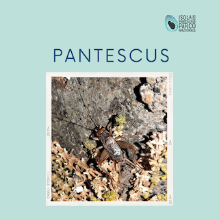 'Pantescus' sarà il nome della nuova specie di grillo scoperta a Pantelleria