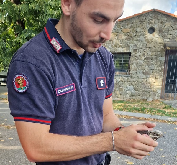 Carabinieri forestale: soccorso succiacapre in difficoltà