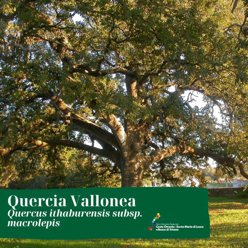 Quercia vallonea (Quercus ithaburensis subsp. macrolepis)