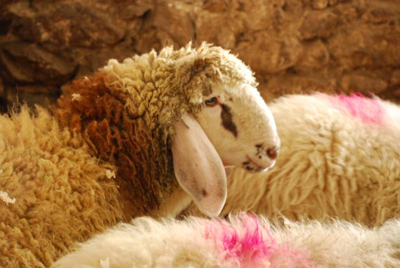 Reintrodotta in Val Canali la pecora di 'razza Lamon'