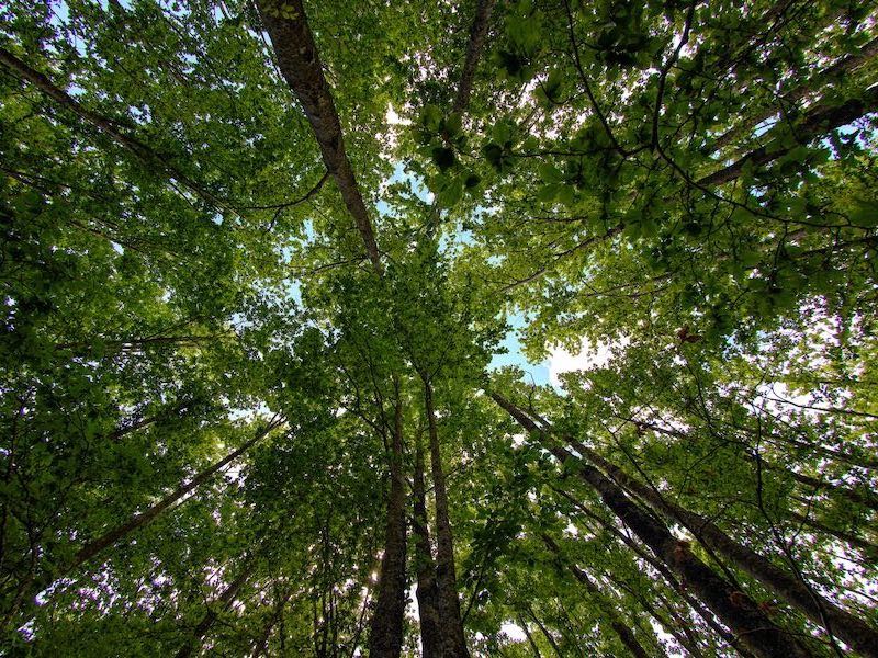 Le imprese acquistano i servizi delle foreste dell'Appennino