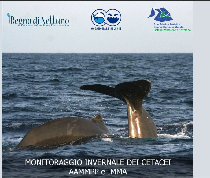 Scatti di cetacei dalla campagna invernale con Oceanomare Delphis Onlus