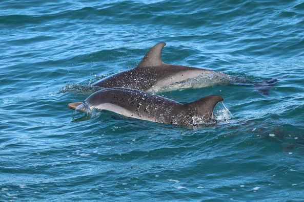 Monitoraggio fruttifero con “Oceanmare Delphis Onlus”