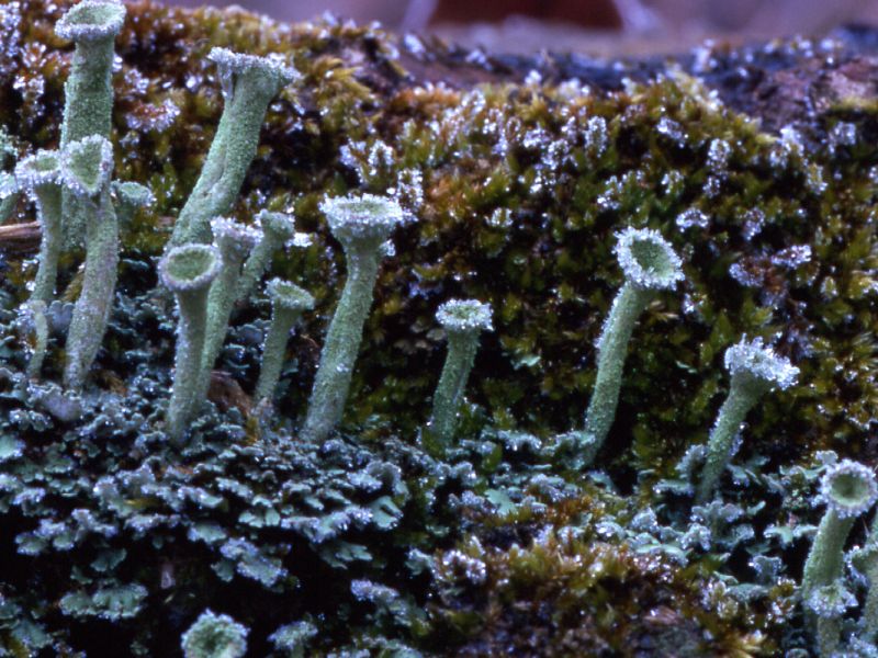 Biodiversità lichenica
