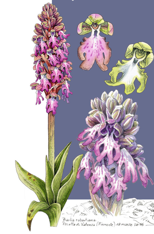 Orchidee selvatiche in mostra!