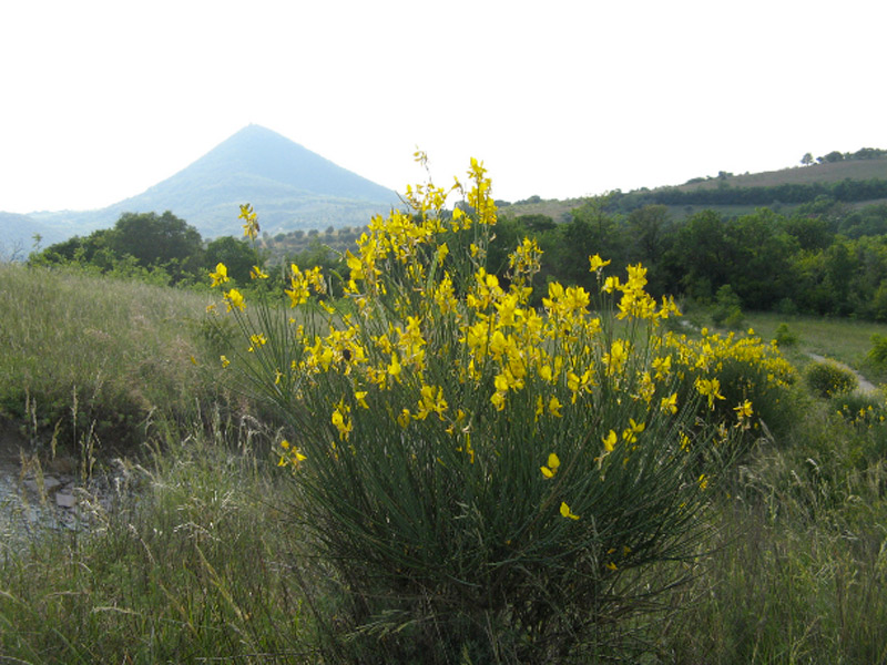 Presentazione dell'Erbario sulla flora dei Colli Euganei a Galzignano Terme