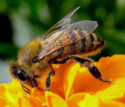 Le api nell'ambiente